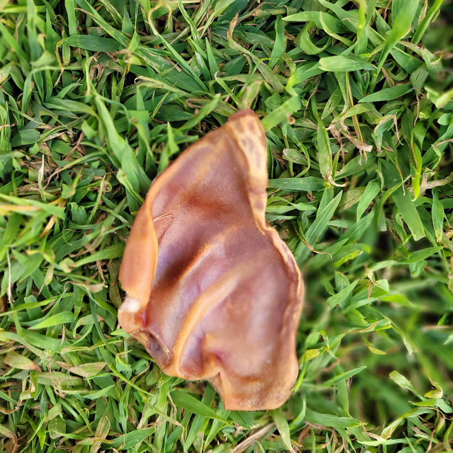 Dehydrated Pig Ears